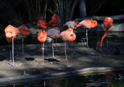 Balboa Park Zoo