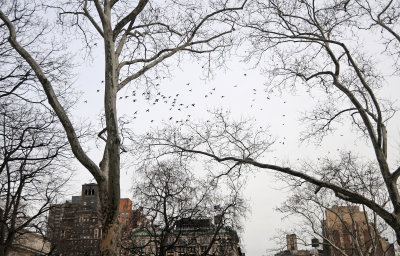 Spooked Pigeons over Washington Square East 