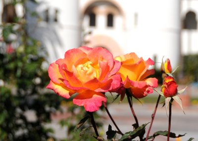 San Diego State University