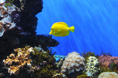 Birch Aquarium - La Jolla, California