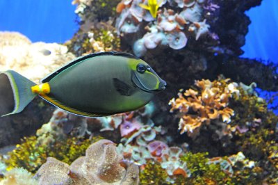 Birch Aquarium - La Jolla, California