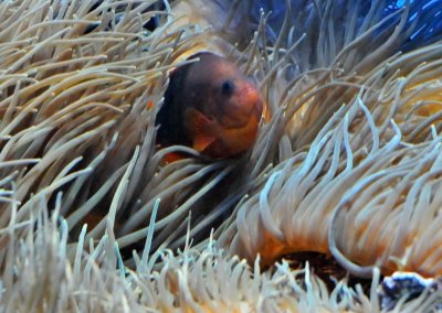 Birch Aquarium - La Jolla, California