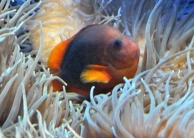 Birch Aquarium - La Jolla, California