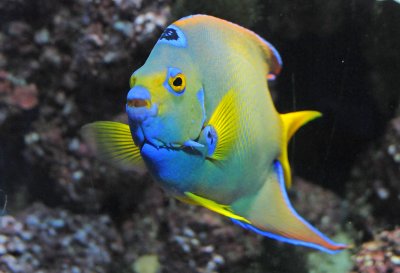 Birch Aquarium - La Jolla, California