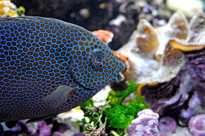 Birch Aquarium - La Jolla, California