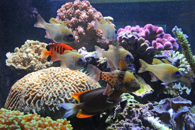 Birch Aquarium - La Jolla, California