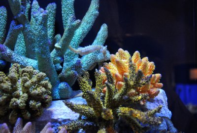 Birch Aquarium - La Jolla, California