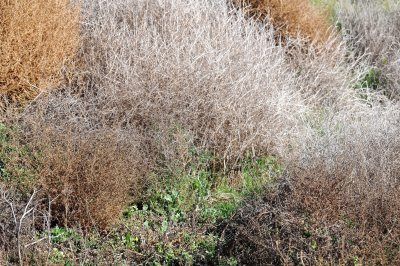 Tijuana Estuary National Reserve