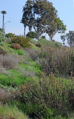 Tijuana Estuary National Reserve