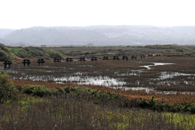 Tijuana Estuary National Reserve