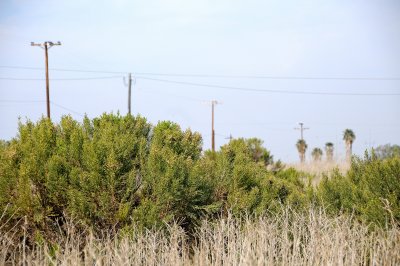 Near the Entrance to Chula Vista's Nature Center