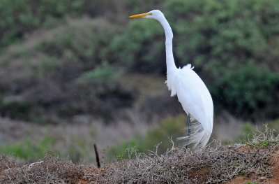 Chula Vista Nature Center in San Diego