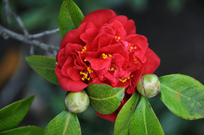 Camellia in Little Italy