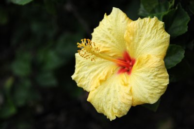 Hibiscus Blossom at San Diego County Building Garden