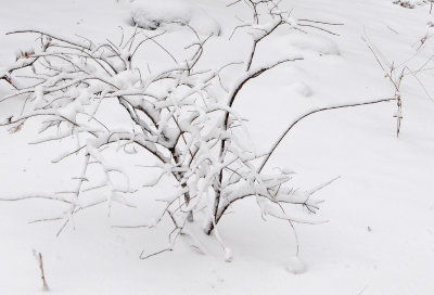 Winter Snow - LaGuardia Place Time Landscape Garden