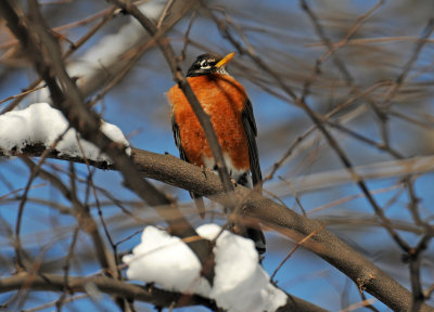 Winter