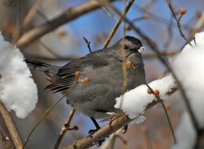 Winter
