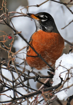 Winter