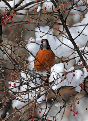 Winter