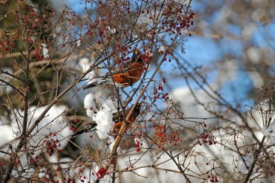 Winter