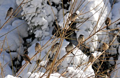 Winter