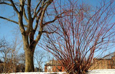 Red Bark Dogwood & Scholar Tree