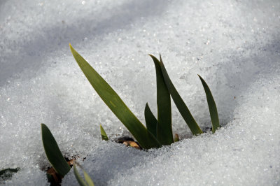 Iris Foliage Breaking Through the Snow