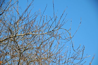 Pussy Willow Tree Buds