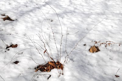 Snow, Plants & Shadows
