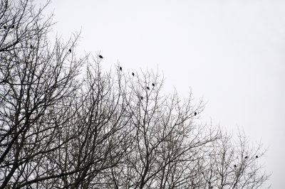 Pigeon Flock