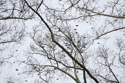 Pigeon Flock