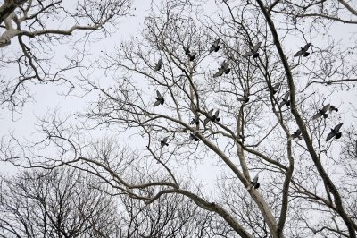 Pigeon Flock