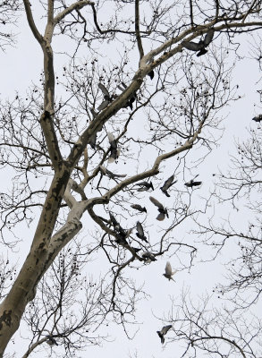 Pigeon Flock