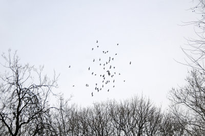 Pigeon Flock