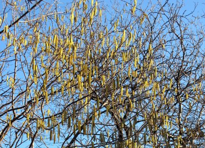 Hazel Tree Catkins - Time Landscape Garden