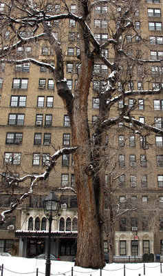 Hangman Tree - Washington Square West