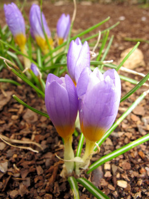 Crocus Blossoms