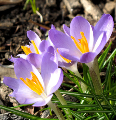 Crocus Blossoms