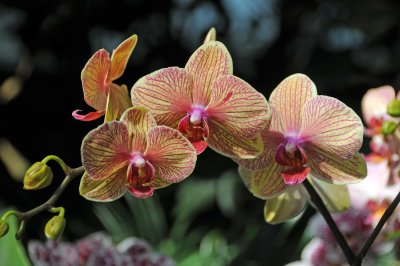 Orchid Show 2010