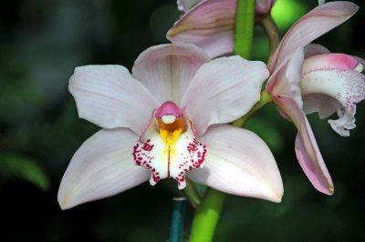 Orchid Show 2010