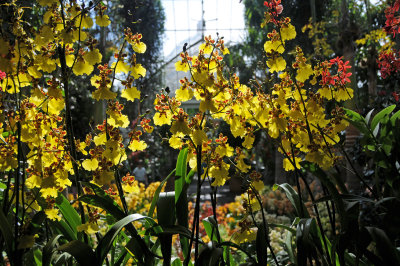 Orchid Show 2010