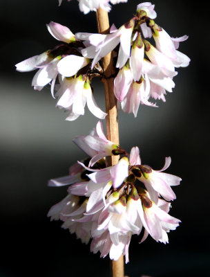 Abeliophyllum or White Forsythia