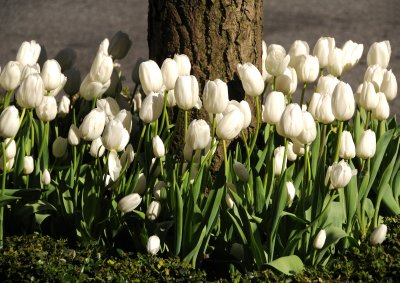 White Tulips - Neue Galleries Street Garden
