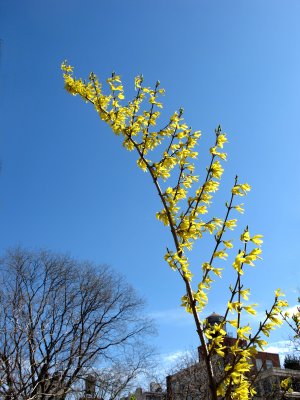 Forsythia