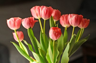 Tulips