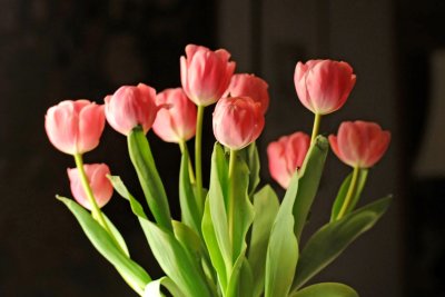 Tulips