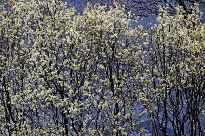 Flowering Pear Blossoms