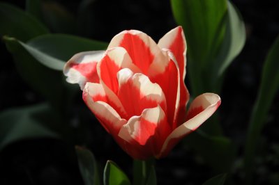 Tulip Blossom