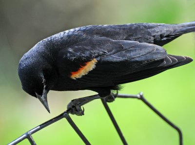 Red-Winged Blackbird or Agelaius phoenceus