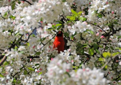 Cardinal in Crab Apple Tree Blossoms